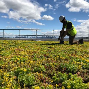 Planted Green Roofs